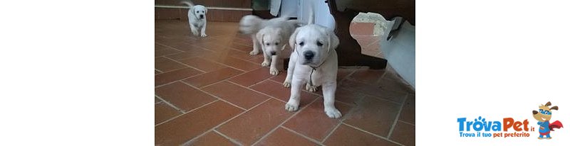 Cuccioli di Labrador Chiari - Foto n. 2