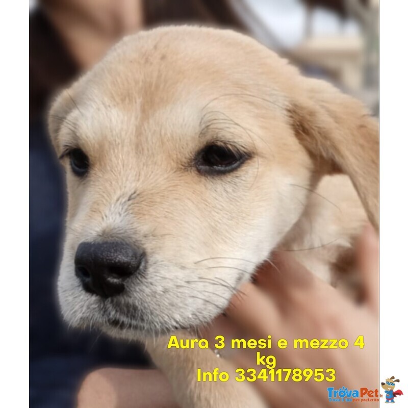 Aura Cucciola Simil Labrador Cerca Casa - Foto n. 1