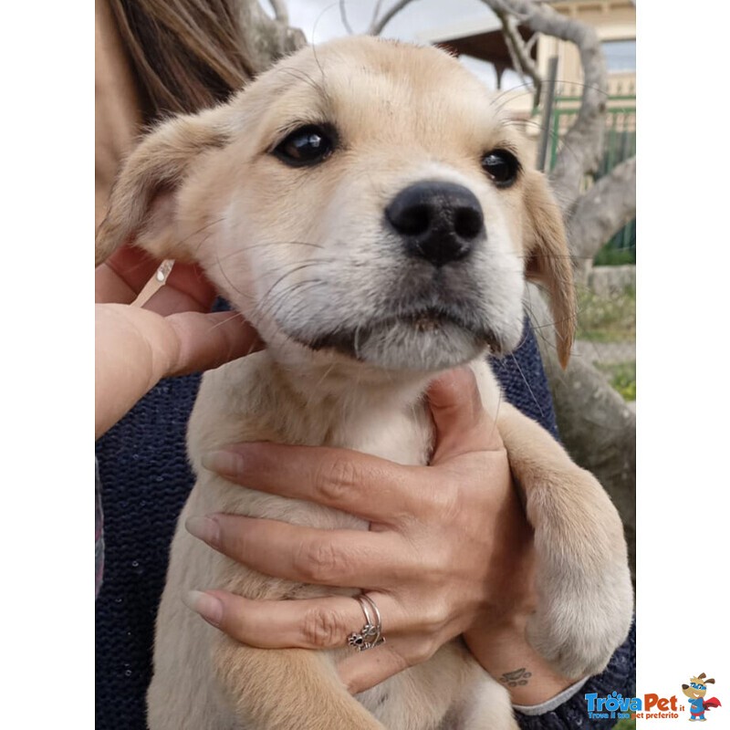 Aura Cucciola Simil Labrador Cerca Casa - Foto n. 2