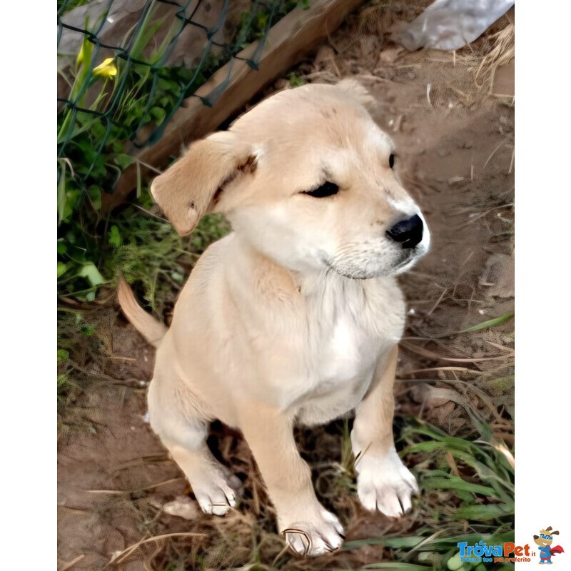 Aura Cucciola Simil Labrador Cerca Casa - Foto n. 5