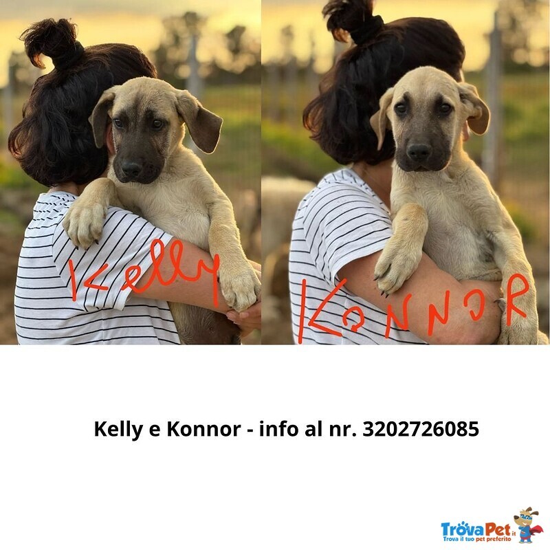 Kelly e Konnor Cucciolotti mix Kangal Cercano Adozione - Foto n. 1