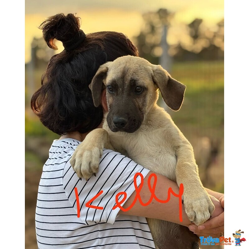Kelly e Konnor Cucciolotti mix Kangal Cercano Adozione - Foto n. 2