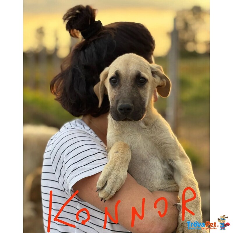 Kelly e Konnor Cucciolotti mix Kangal Cercano Adozione - Foto n. 3