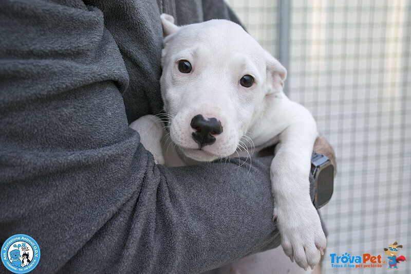 4 Delizie, 4 Femmine Incrocio Pitt/amstaff di 3 Mesi... - Foto n. 2