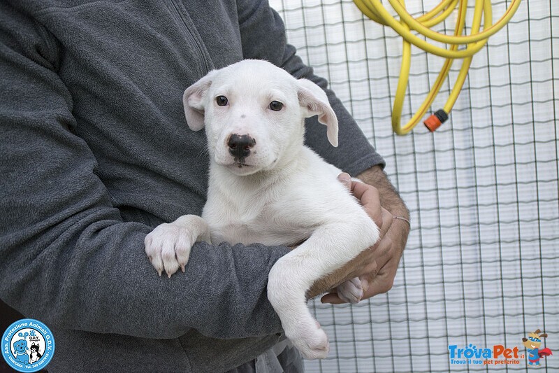 4 Delizie, 4 Femmine Incrocio Pitt/amstaff di 3 Mesi... - Foto n. 3