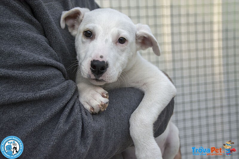 4 Delizie, 4 Femmine Incrocio Pitt/amstaff di 3 Mesi... - Foto n. 4
