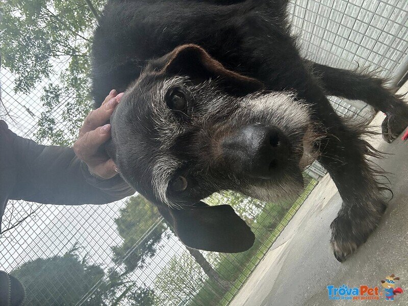Roky, Un’anima Fragile Dallo Sguardo che Parla… - Foto n. 1