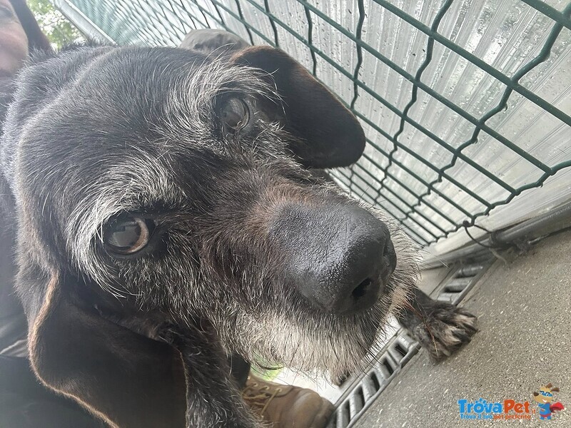 Roky, Un’anima Fragile Dallo Sguardo che Parla… - Foto n. 2