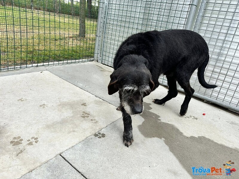 Roky, Un’anima Fragile Dallo Sguardo che Parla… - Foto n. 3