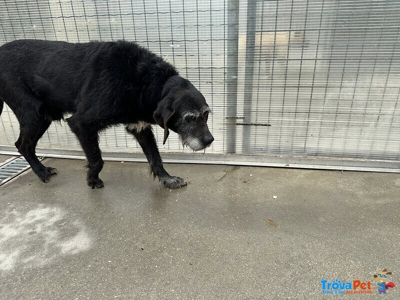 Roky, Un’anima Fragile Dallo Sguardo che Parla… - Foto n. 4