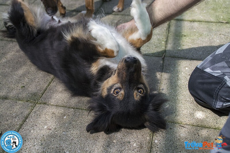 Maria, una Cagnolina Tranquilla che Cerca il suo Spazio nel Mondo… - Foto n. 2