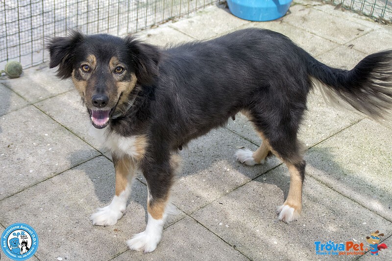Maria, una Cagnolina Tranquilla che Cerca il suo Spazio nel Mondo… - Foto n. 3