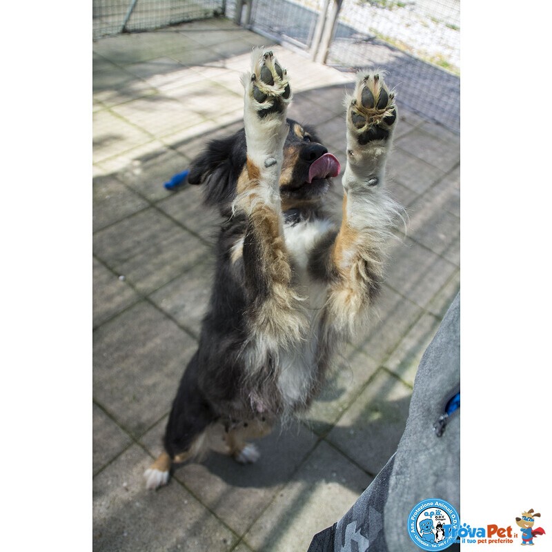 Maria, una Cagnolina Tranquilla che Cerca il suo Spazio nel Mondo… - Foto n. 5