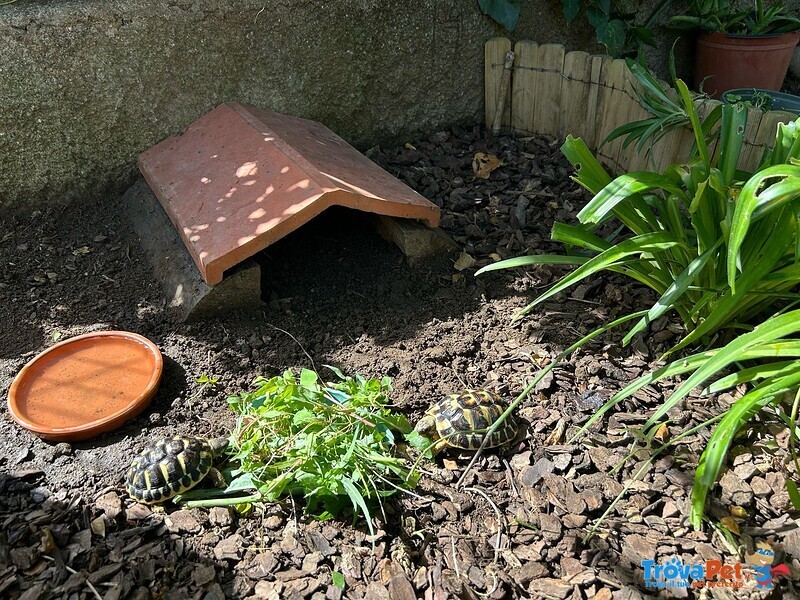 Testudo Hermanni - Foto n. 1