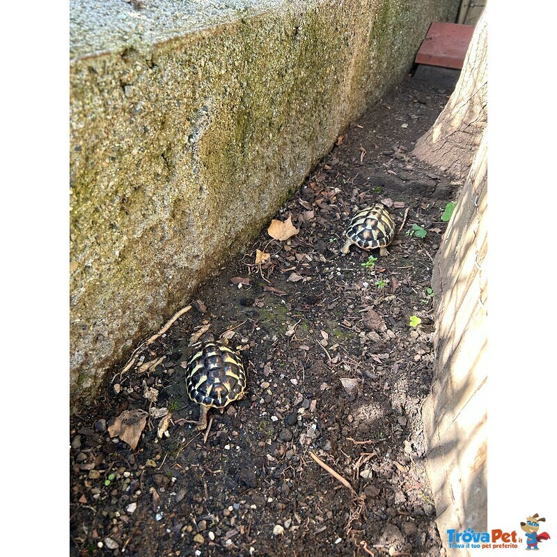Testudo Hermanni - Foto n. 2