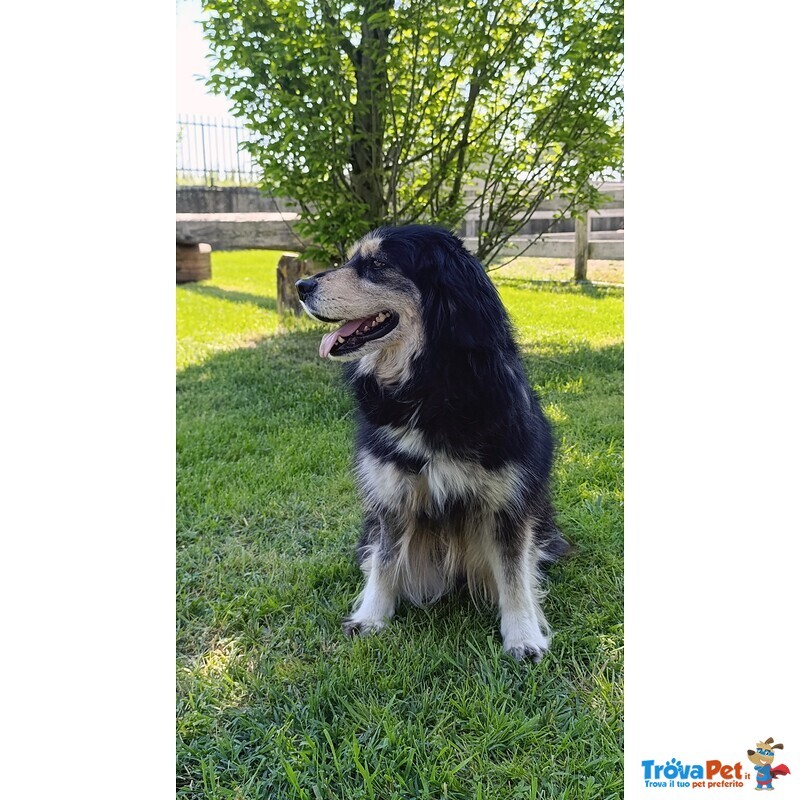Emma la Cagnolona - Foto n. 4