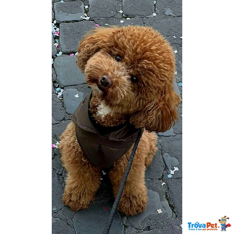 Barboncini Toy - Foto n. 5