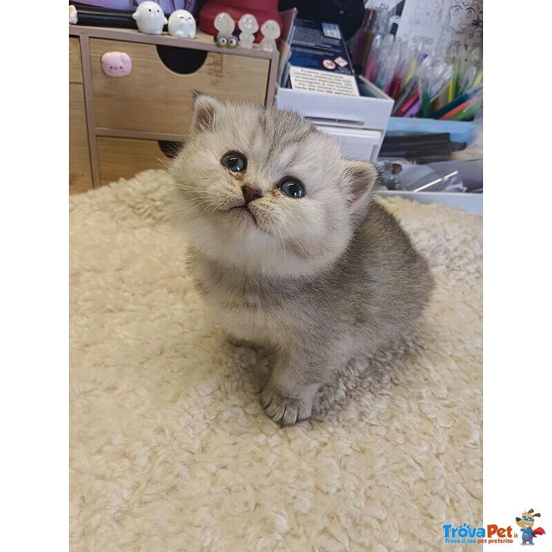 British Shorthair Cuccioli - Foto n. 1