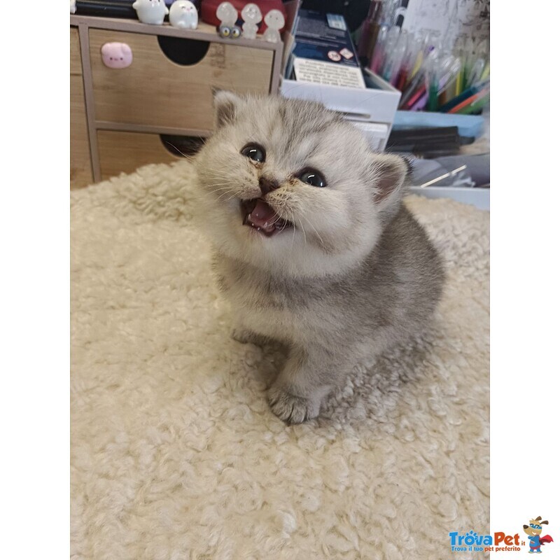 British Shorthair Cuccioli - Foto n. 2