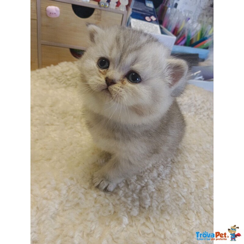 British Shorthair Cuccioli - Foto n. 3