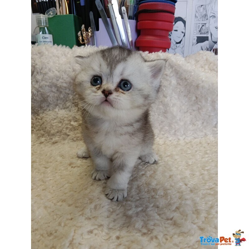 British Shorthair Cuccioli - Foto n. 4