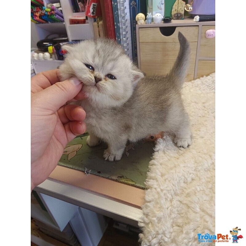 British Shorthair Cuccioli - Foto n. 5