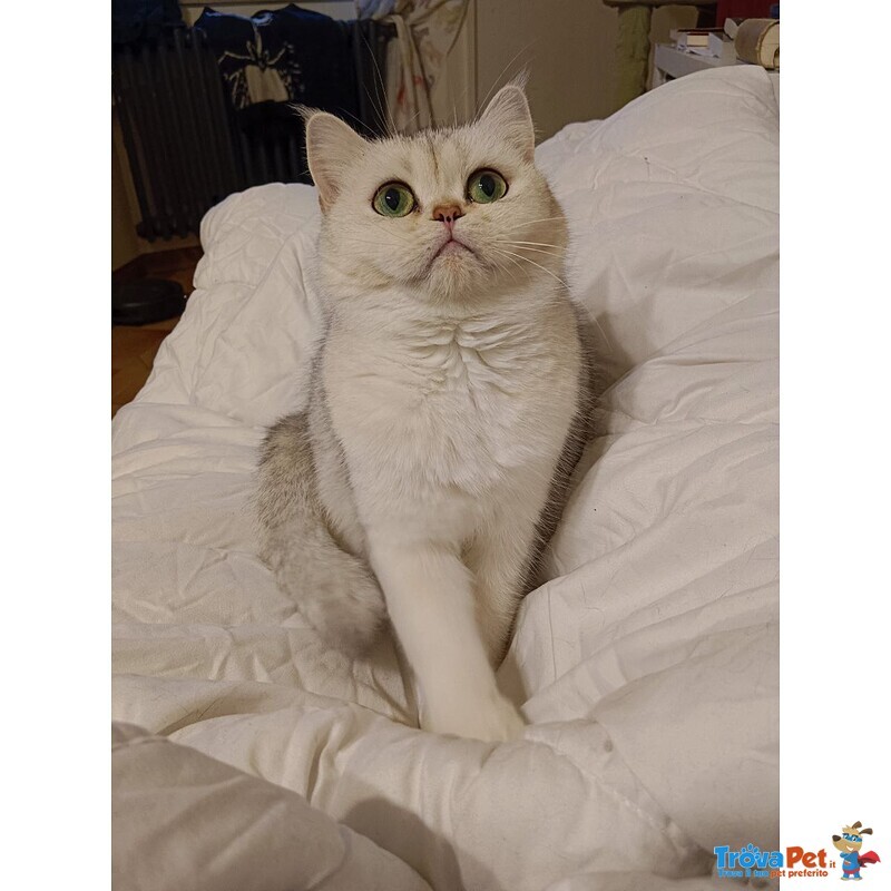 British Shorthair Cuccioli - Foto n. 6