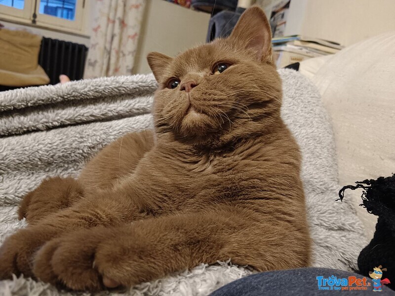 British Shorthair Cuccioli - Foto n. 7