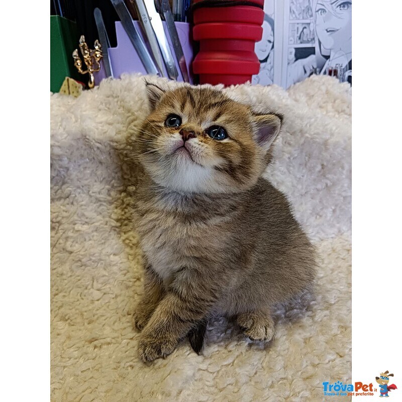 Gattino British Shorthair - Foto n. 1