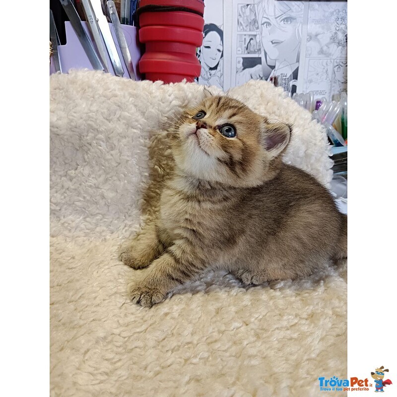 Gattino British Shorthair - Foto n. 2