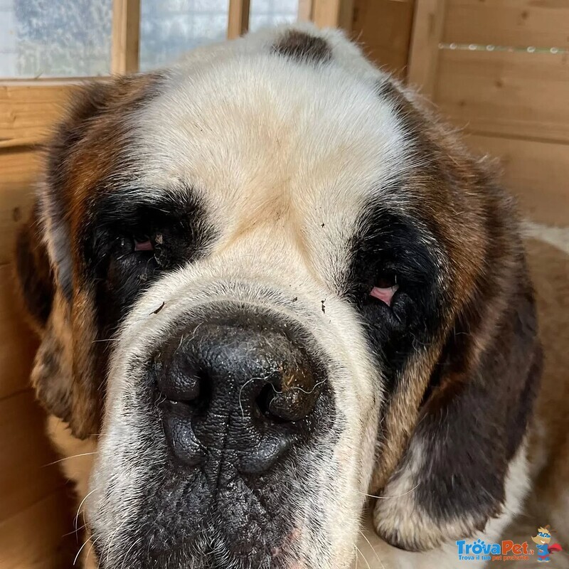 Gretel Bellissima san Bernardo 4 anni Cerca Adozione - Foto n. 1