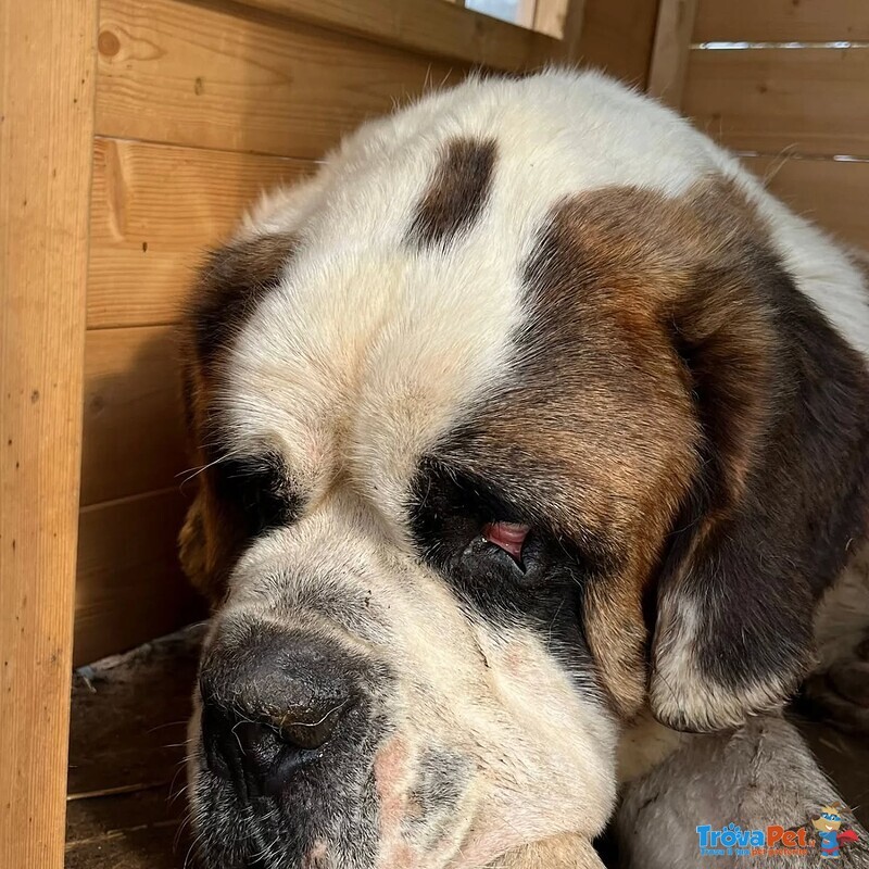 Gretel Bellissima san Bernardo 4 anni Cerca Adozione - Foto n. 2