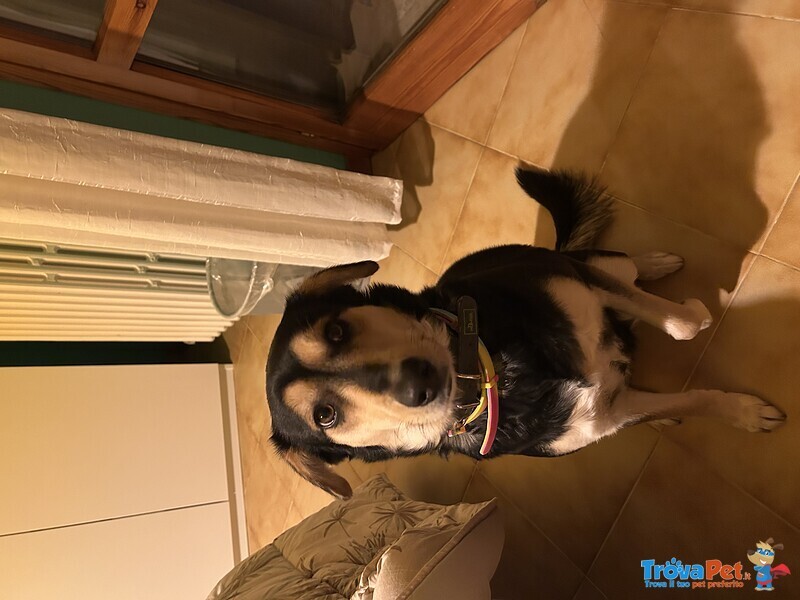 Brandy Cagnolina Meticcia - Foto n. 1