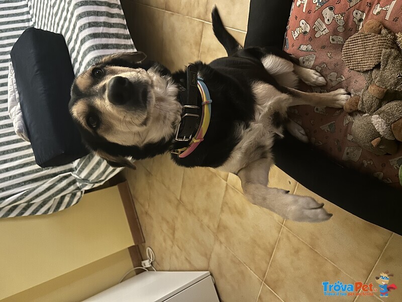 Brandy Cagnolina Meticcia - Foto n. 2