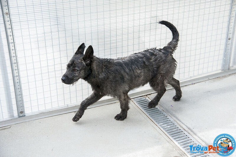 Boss – un Cucciolo Energico alla Ricerca di Amore! - Foto n. 2