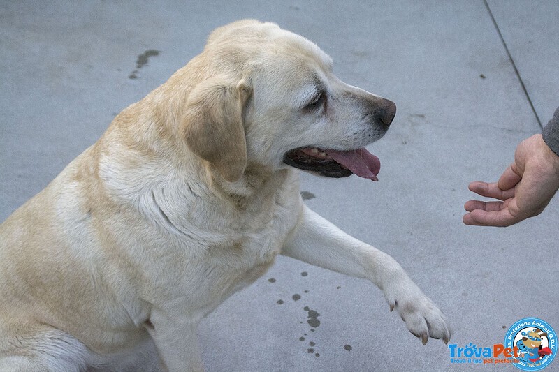 Maya – una Vivace Dolcezza in Cerca di Casa! - Foto n. 3