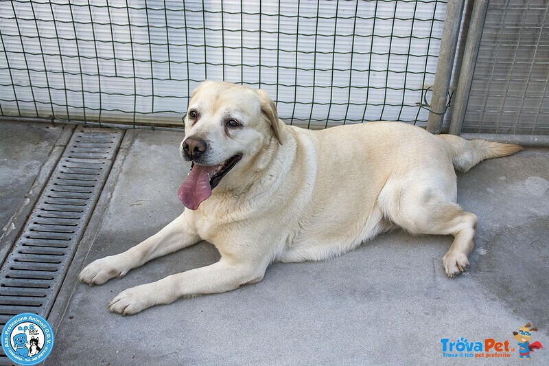 Maya – una Vivace Dolcezza in Cerca di Casa! - Foto n. 4