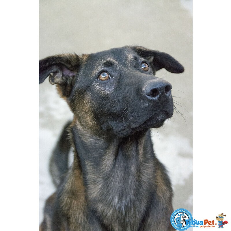 Anuby – Giovane, Bello e Vivace! - Foto n. 3