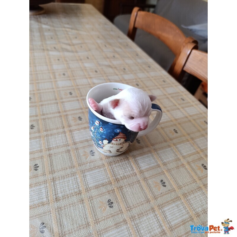 Vendo Splendidi Chihuahua Maschi - Foto n. 3