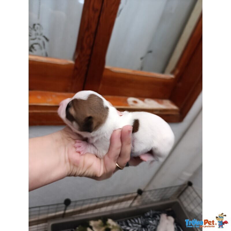 Vendo Splendidi Chihuahua Maschi - Foto n. 6