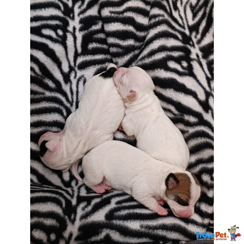 Vendo Splendidi Chihuahua Maschi - Foto n. 7