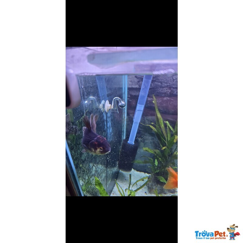 Bellissima Oranda - Foto n. 1