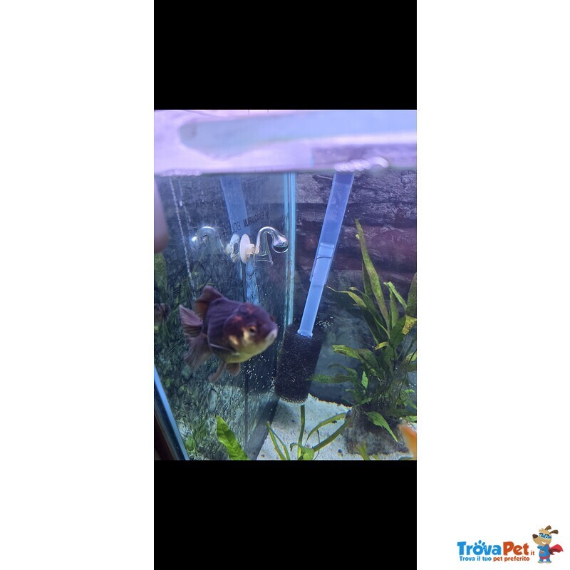 Bellissima Oranda - Foto n. 2