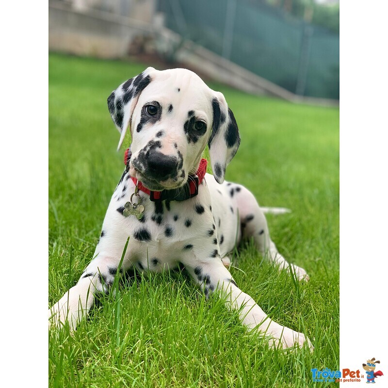 Cuccioli Dalmata con Pedigree - Foto n. 1