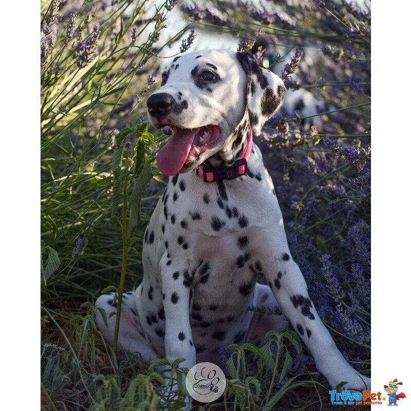 Cuccioli Dalmata con Pedigree - Foto n. 2