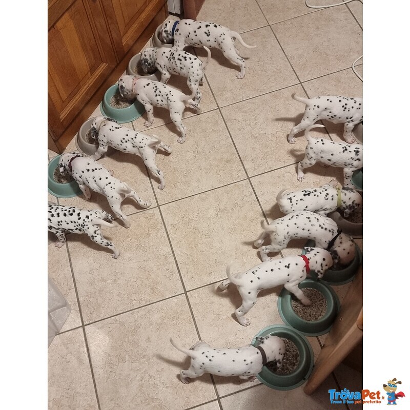 Cuccioli Dalmata con Pedigree - Foto n. 3