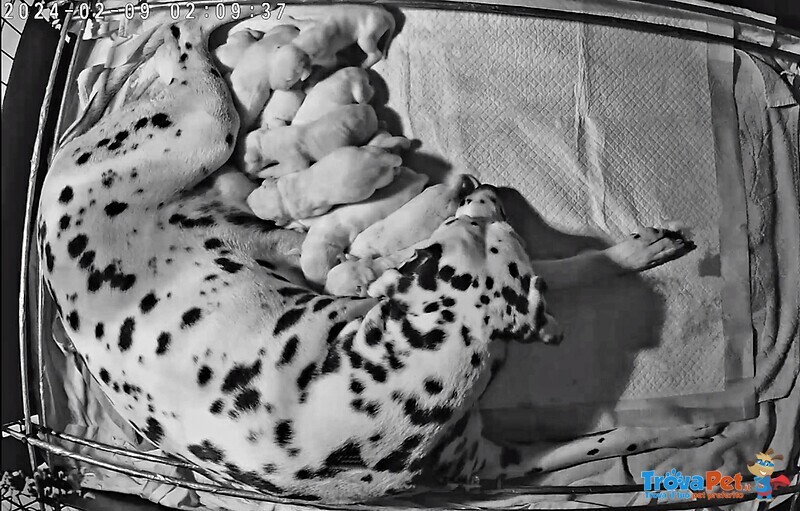 Cuccioli Dalmata con Pedigree - Foto n. 5