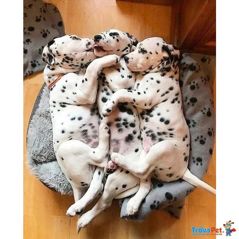 Cuccioli Dalmata con Pedigree - Foto n. 6
