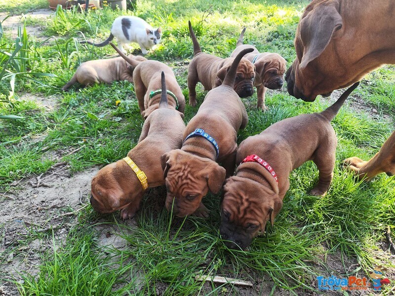Cucciolata tosa inu Meravigliosa! - Foto n. 1