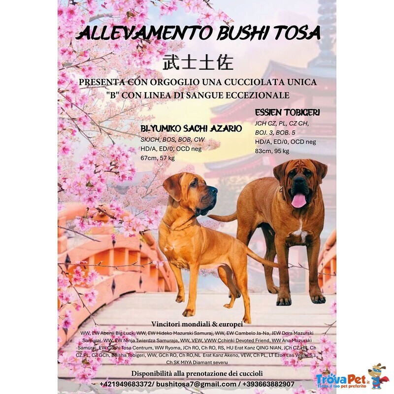 Cucciolata tosa inu Meravigliosa! - Foto n. 2